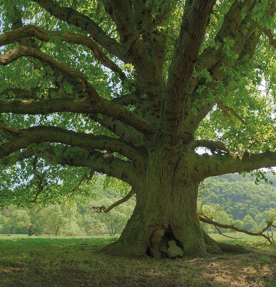 Alter Baum